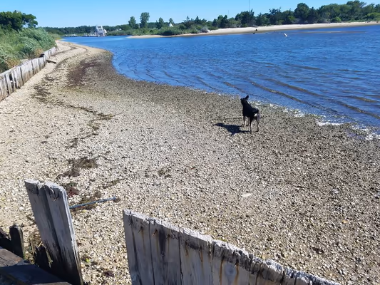 Mud Island Dog Park photo 2